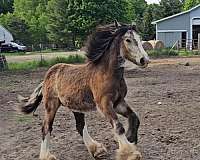 3-tall-socks-horse