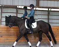 bay-dressage-trained-horse