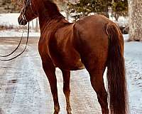 smooth-canter-pony