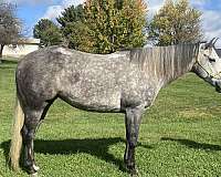 grey-blaze-horse