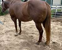 chestnut-palomino-aqha-iqha-horse