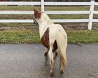 amhr-registered-horse