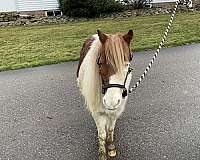 chestnut-overo-therapy-horse