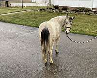buckskin-overo-therapy-horse