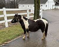 pinto-black-white-horse