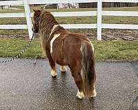 mares-in-foal-miniature-horse