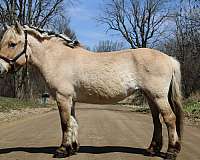 best-haflinger-pony
