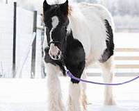 gypsyvanneralberta-gypsy-vanner-horse