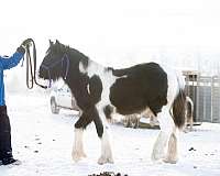 gypsyvannerfoal-horse