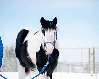 eager-to-please-gypsy-vanner-horse