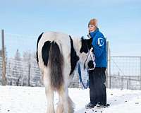 gypsyvannercolt-gypsy-vanner-horse