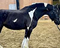 atlanta-gypsy-vanner-horse