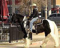 western-dressage-gypsy-vanner-horse