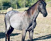 blue-roan-tennessee-walking-gelding