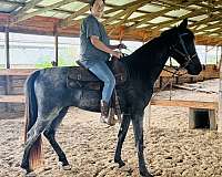 blue-tennessee-walking-horse