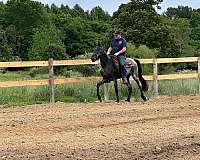 blue-roan-tennessee-walking-horse