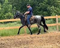 blue-roan-twh-tennessee-walking-horse