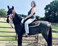 broke-to-ride-tennessee-walking-horse