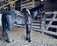 dead-broke-tennessee-walking-horse