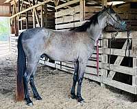 dog-tennessee-walking-horse