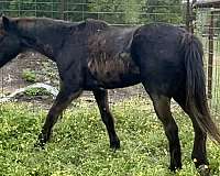 apollo-quarter-horse