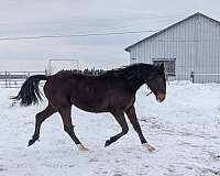 bay-white-strip-two-socks-horse