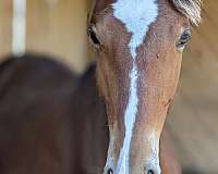 beauty-warmblood-horse