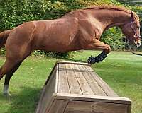 jumped-mare