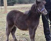 stud-miniature-horse