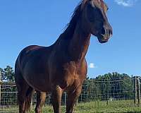 barrel-quarter-horse