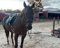 barrel-racing-quarter-horse