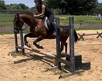 hunter-jumper-quarter-horse