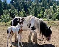 piebald-andalusian-friesian-stallion