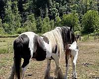 piebald-andalusian-friesian-foal