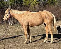 14-hand-quarter-horse-mare