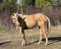 palomino-quarter-horse-for-sale