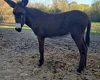 15-hand-black-donkey