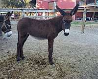 black-donkey