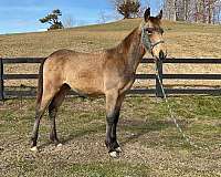 buckskin-right-hind-partial-coronet-band-horse