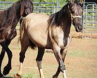 sorrel-the-coolest-star-under-her-forelock-horse