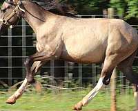 bomb-haflinger-horse