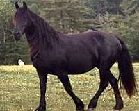 pinto-dun-pony