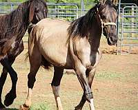 dun-filly-friesian-horse