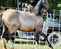 breeding-prospect-friesian-horse