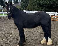 black-sabino-with-white-markings-horse