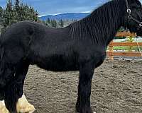 friesian-heritage-gypsy-vanner-horse