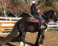 awesome-gypsy-vanner-horse