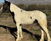 black-overo-futurity-eligible-horse
