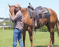 sorrel-beginner-horse