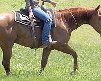 sorrel-quarter-horse-gelding